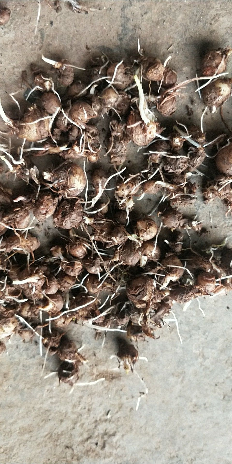 旱半夏种子 半夏种球(麻玉子
)