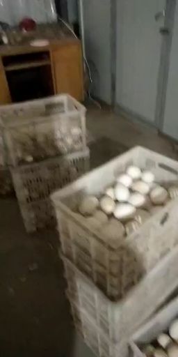 郓城县 常年提供优质鹅苗
