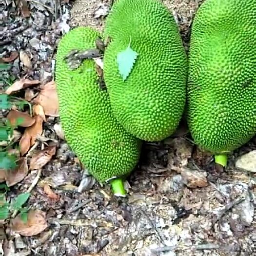 临高县 大青皮菠萝蜜30斤以上