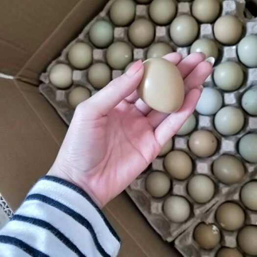 商河县鸡蛋 食用 箱装