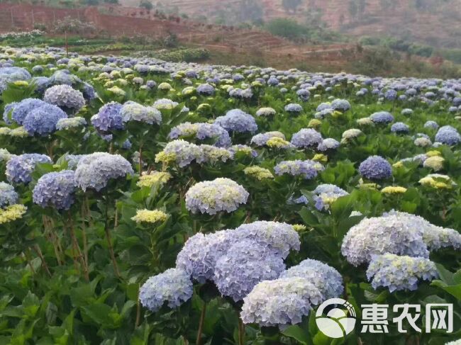 法国绣球 本基地培育种苗10多年，可以批发零售，诚信合作欢迎咨询与订购