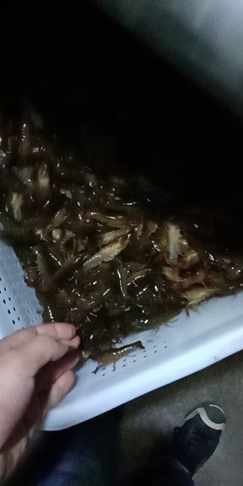 江陵县龙虾苗