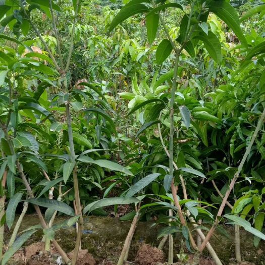 灵山县金煌芒果苗 金煌芒果…产量高…四五斤一个…