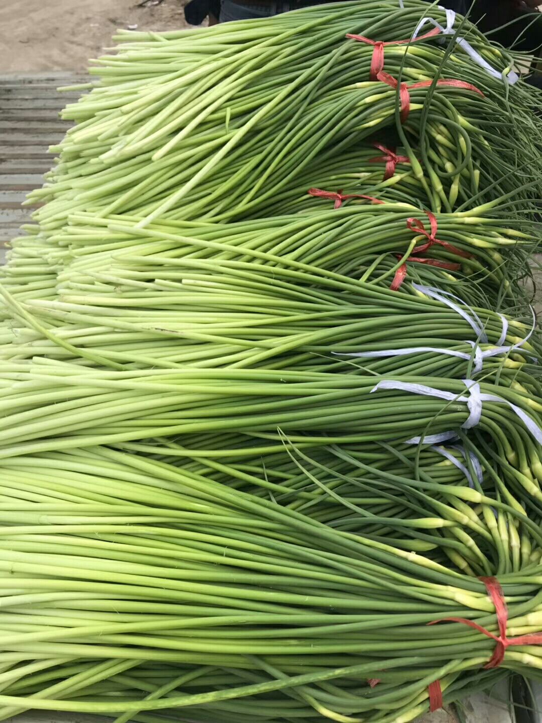 红帽蒜苔 蒜薹大量上市