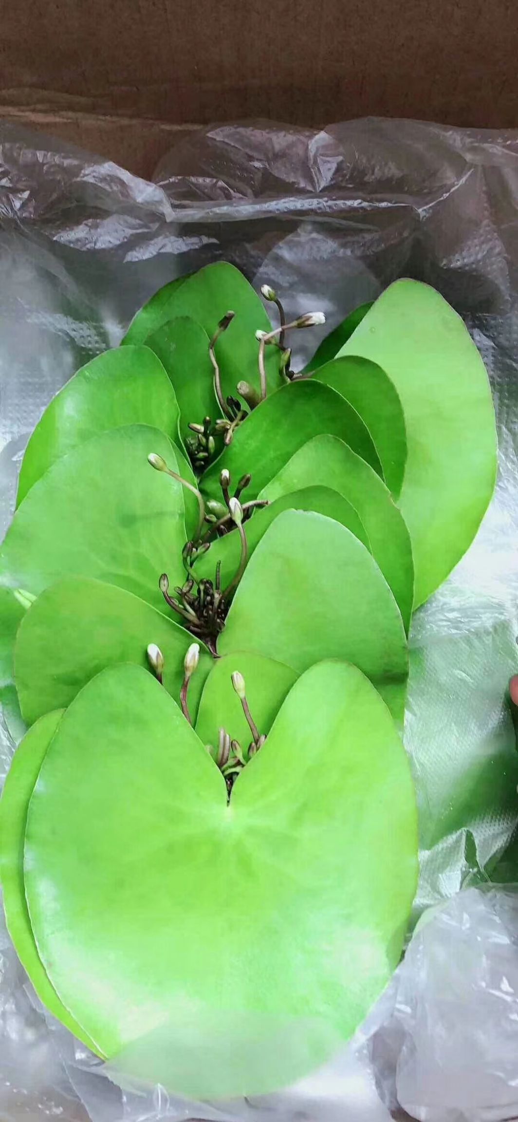 碗莲 一叶莲 大量供应，基地认证