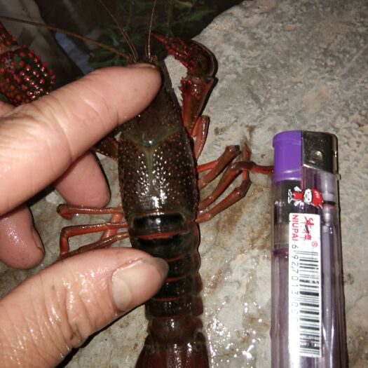 沙洋县中国小龙虾 6-8钱 人工养殖