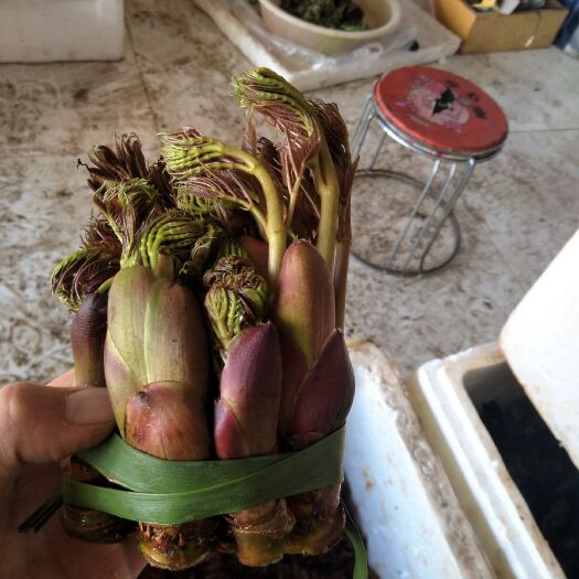 筠连县刺老芽 大量上市