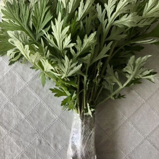 沭阳县 鲜艾叶根包邮香艾草苗种苗多年生艾叶苗糍粑野生艾草根泡脚驱蚊