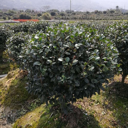 杭州 茶梅球