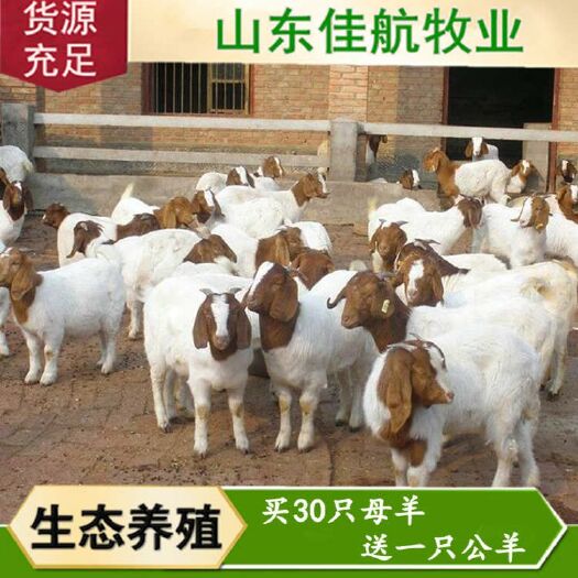 梁山县 波尔山羊种羊 羊苗 波尔山羊孕羊 繁殖育肥 好饲养 免费运输