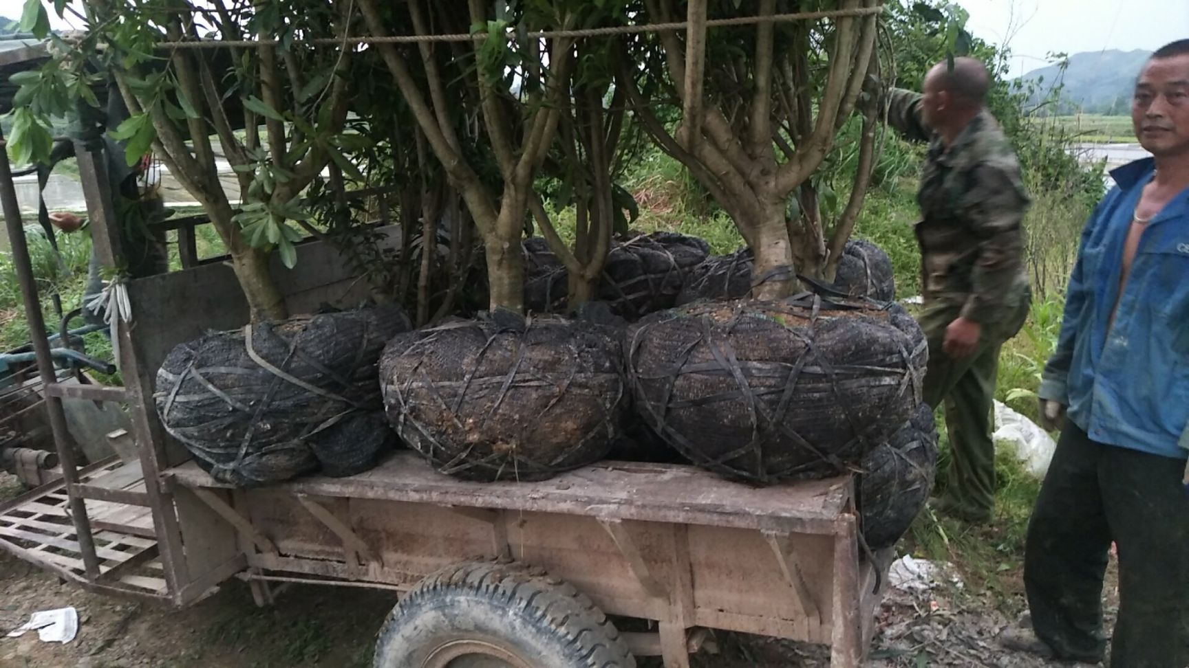荸荠杨梅种苗 8公分杨梅树，冠幅两米