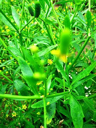 豆瓣绿量大从优