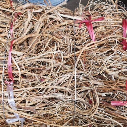 平南县 没硫磺五指毛桃