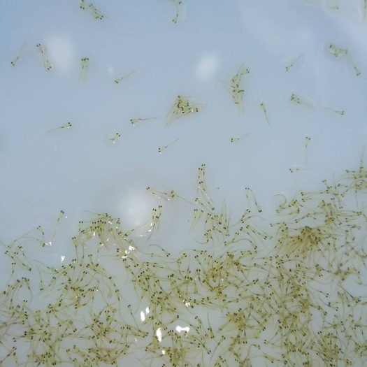 广州草鱼水花  各种水花