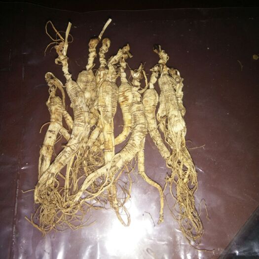 长春人参 林下参，圆参，各种各样的参都有，价格便宜，干货，鲜货都有，