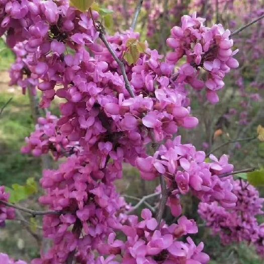 沭阳县 紫荆花种子