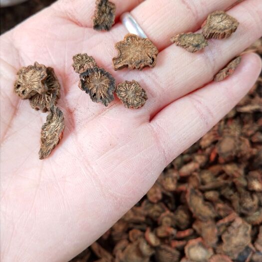广州四川攀枝花汉中紫丹参 中药材 紫花根茎 广州荔湾发货