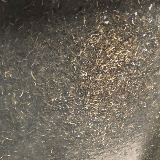 沭阳县泥鳅苗 出售泥鳅优惠包邮买1000送100