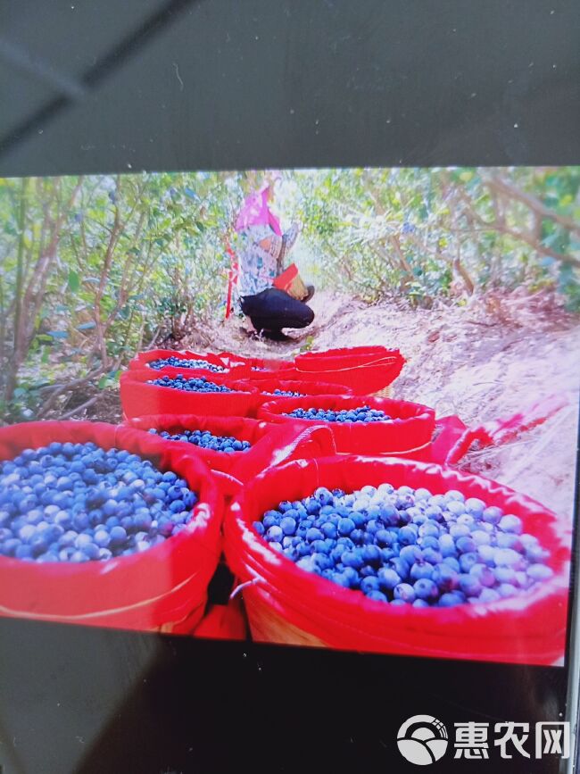 野生蓝莓 15mm以上 鲜果