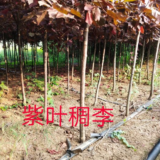 沭阳县小叶黄杨苗 绿化工程苗，精品苗