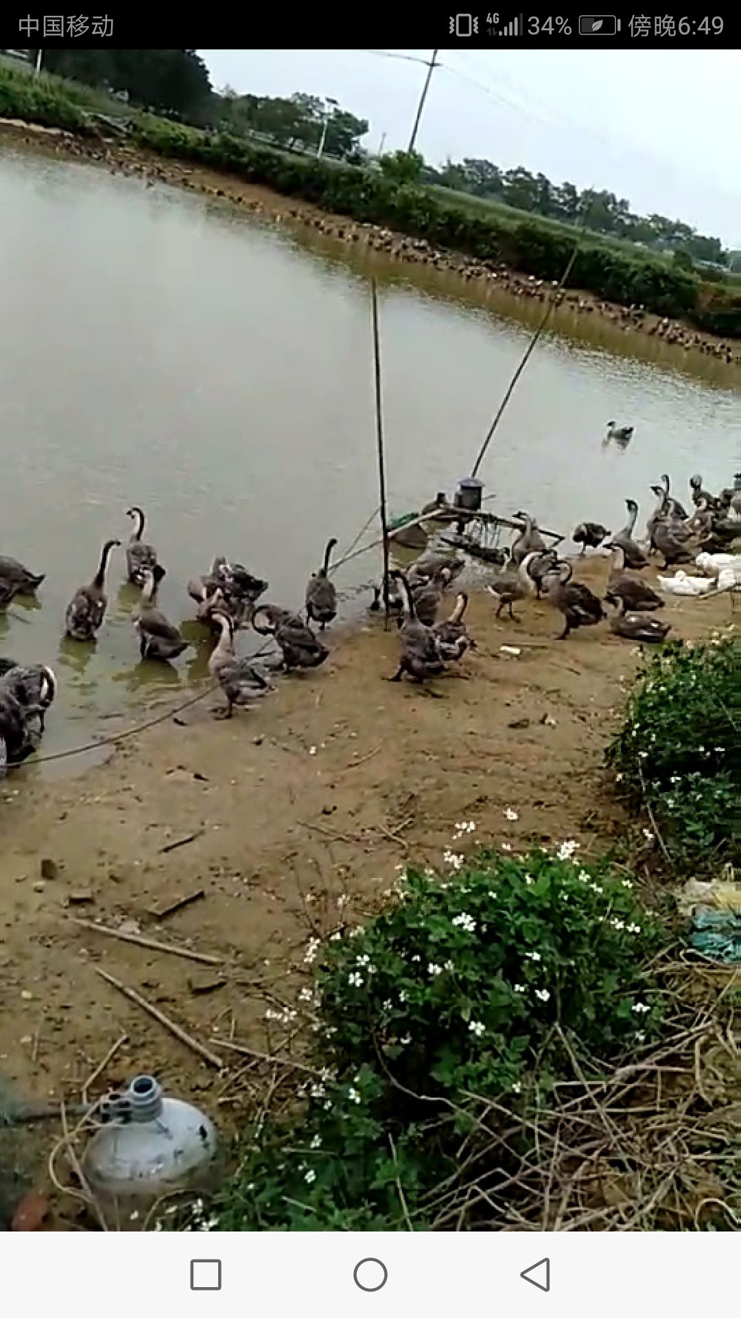 阳江鹅 6-8斤 统货 半圈养半散养
