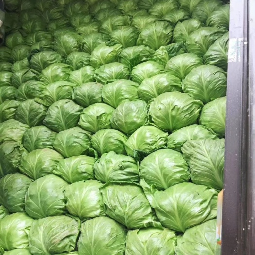 定州市中甘系列  中甘21甘蓝 中甘二十一，精品面包甘蓝菜