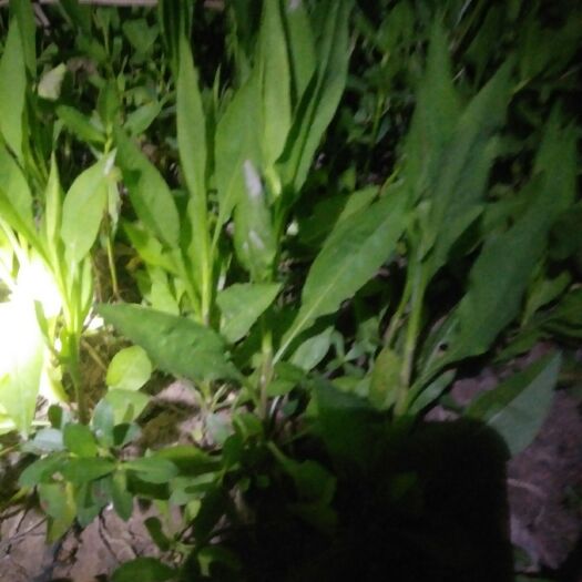 宜宾紫菀