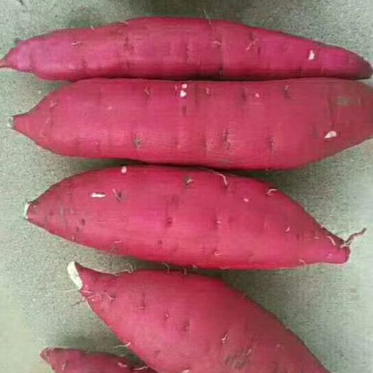 永城市安纳芋红薯苗 25~35cm