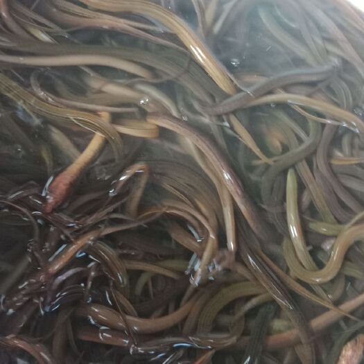 重庆市正大9号黄鳝苗 鳝鱼苗及鱼鳅苗