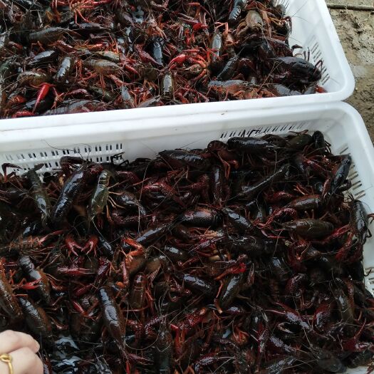 长沙县 纯绿色人工饲养清水小龙虾