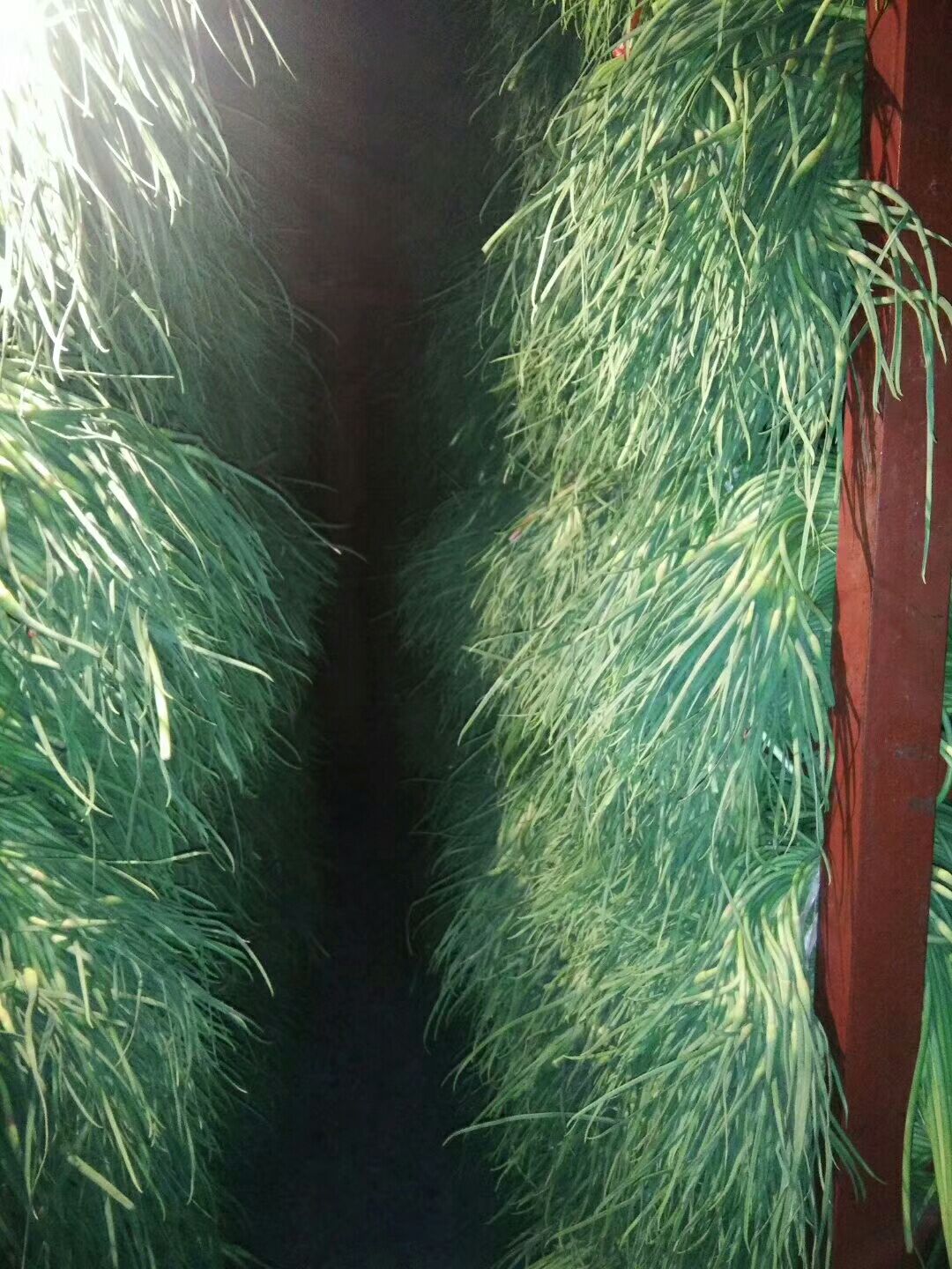 红帽蒜苔 蒜薹大量上市