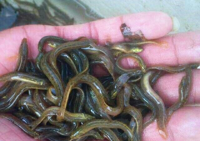 重庆市泥鳅苗