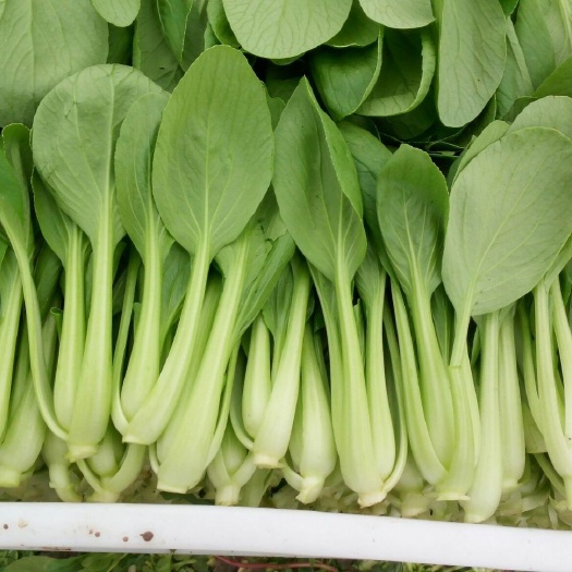 清远青菜心 上海青  菜心  小白菜  奶白等蔬菜批发供应