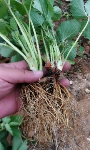 泰安 蒙特瑞草莓苗，四季草莓苗