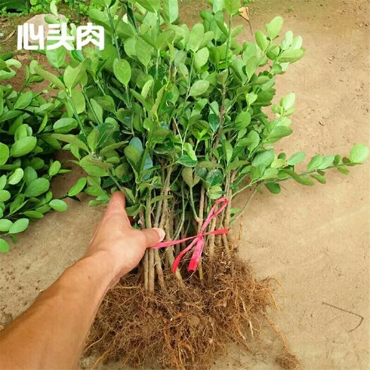 沭阳县 冬青苗 黄杨苗 大叶黄杨苗 法国冬青苗 大小叶黄杨苗篱笆树