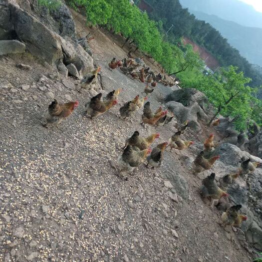 灌阳县 全散养6-9个月土鸡寻长期合作批发商