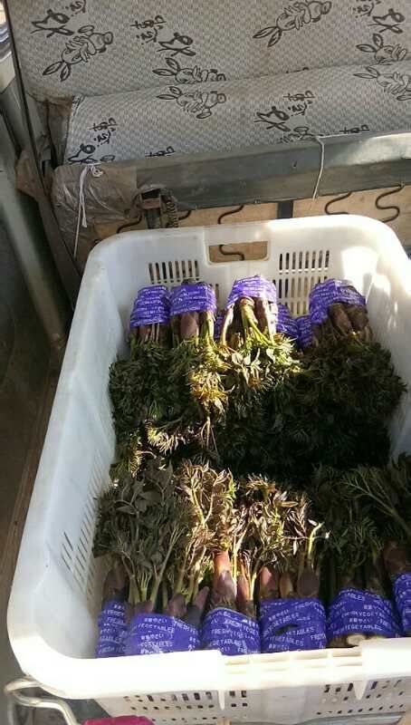 华宁县刺芽苗 刺嫩芽树苗