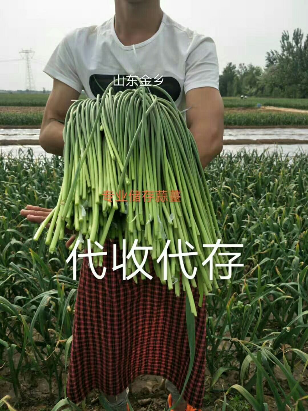 红帽蒜苔 蒜薹大量上市
