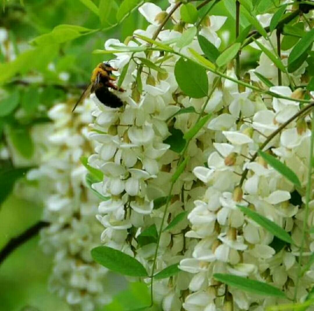 洋槐蜂蜜  洋愧蜜