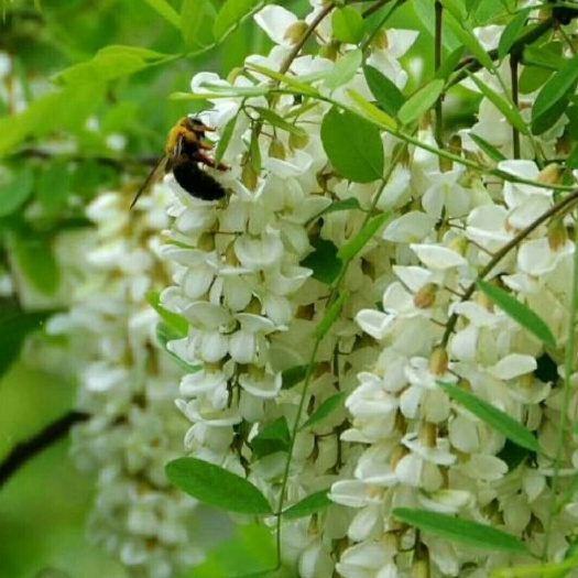 宜兴市洋槐蜂蜜  洋愧蜜