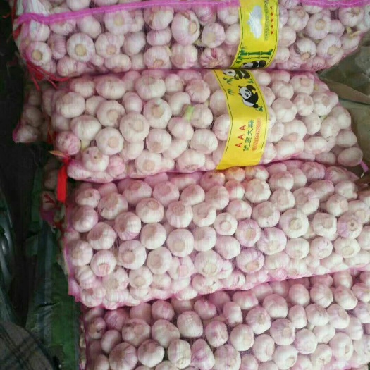 通许县 紫皮大蒜，大量供应
