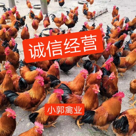 南宁 广西灵山土鸡苗