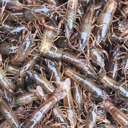潜江市小龙虾苗