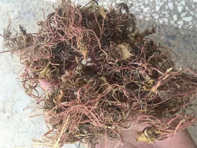 亳州 中药材紫菀（片子，统货）
