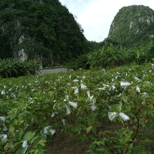 田东县白心番石榴 250-300克