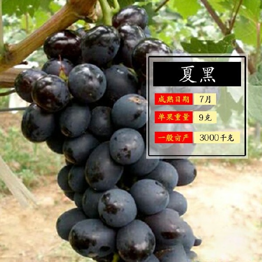 沭阳县 葡萄苗爬藤树苗8年葡萄大苗
