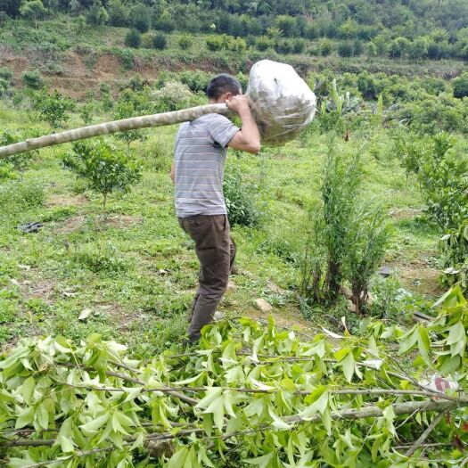 九江 地径3-10公分半枫荷