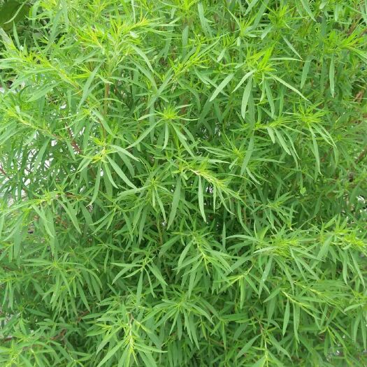 东明县 山东东明黄河滩纯野生扫帚菜上市