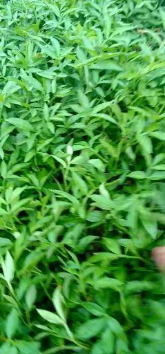 金阳县九叶青花椒苗