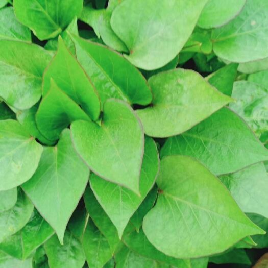 濟(jì)薯25紅薯苗 濟(jì)薯25甘淀粉型